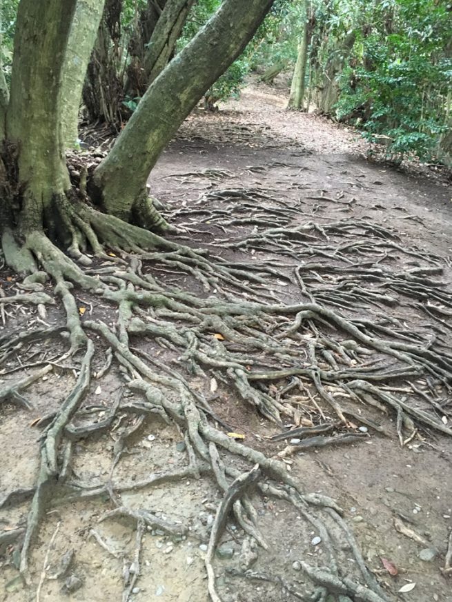 ドングリの木の根