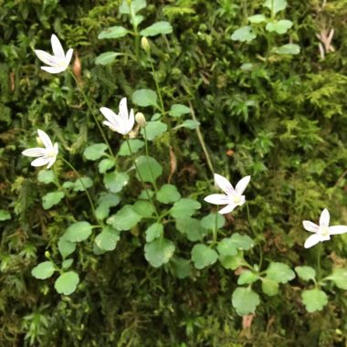 スギゴケと共生する白く小さな花